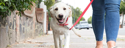 Best way to teach dog to walk on leash best sale